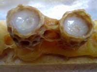 Matična mliječ u matičnjacima